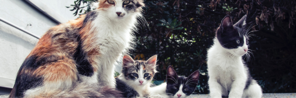todo sobre los gatos