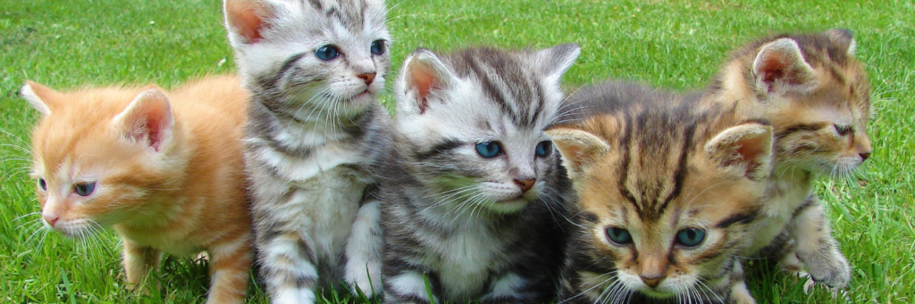 productos para gatos